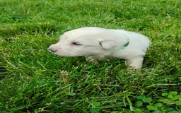 Great Pyrenees dogs for sale: Holly - Image 1