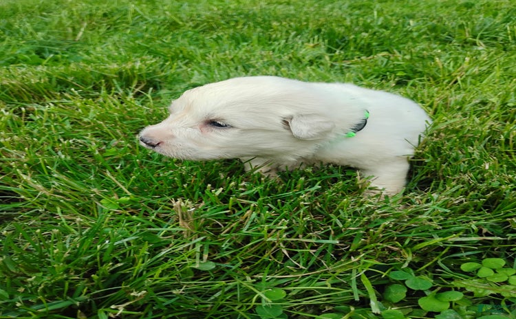 Great Pyrenees dogs for sale - Ad 1