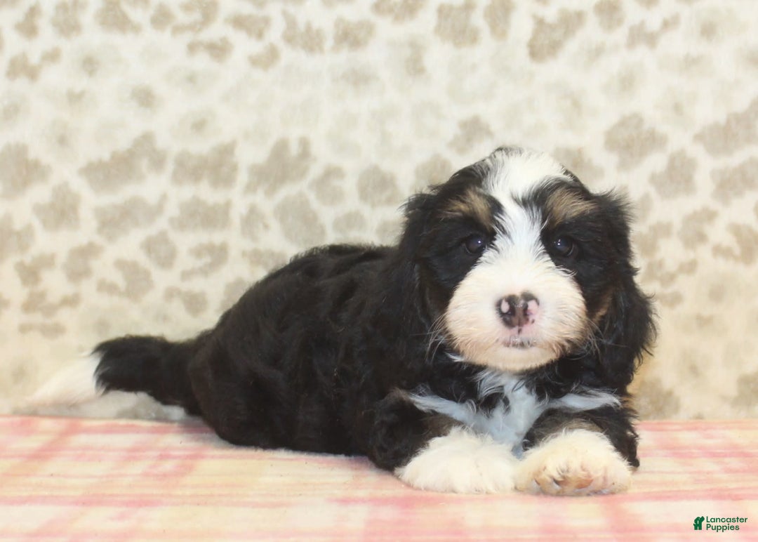 Mini Bernedoodle dogs for sale: Riley - Image 5