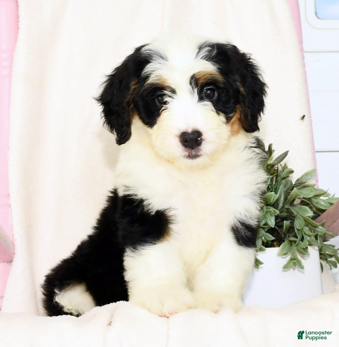 Mini Bernedoodle dogs for sale: Joy - Image 8