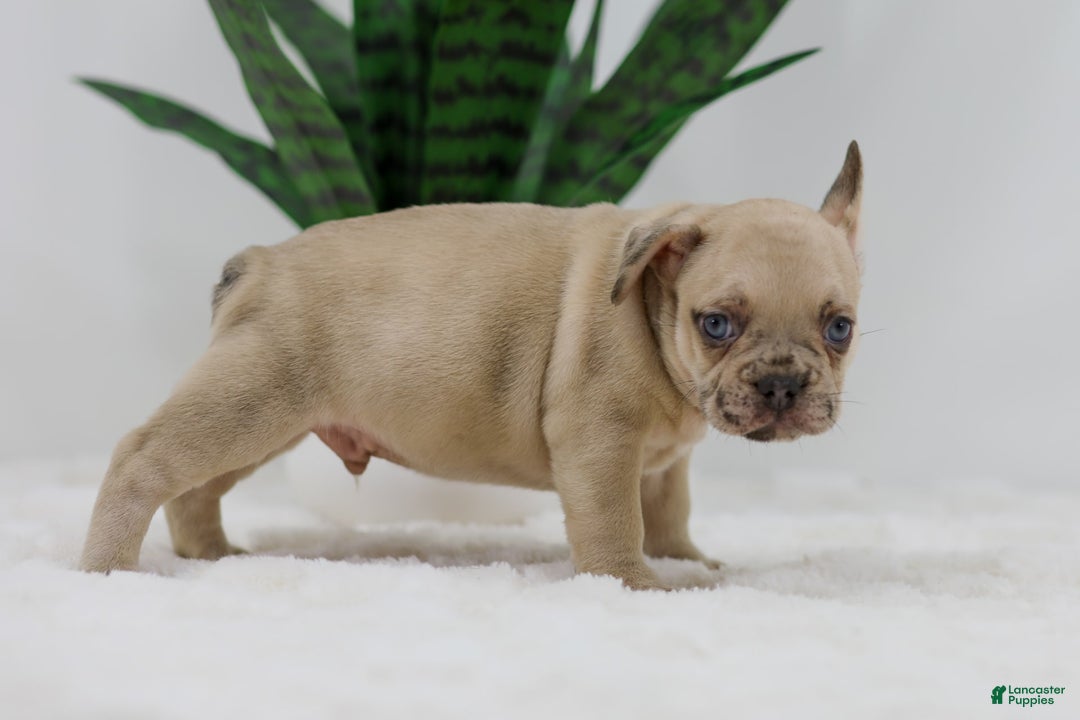 French Bulldog dogs for sale: Hadley - Image 4