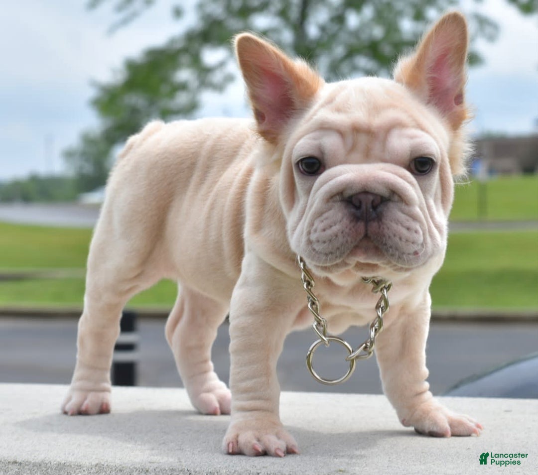 French Bulldog dogs for sale: Rayna Big Rope Velvet Fluffy - Image 31