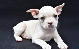 Boston Terrier dogs for sale: Jezabel - Image 6