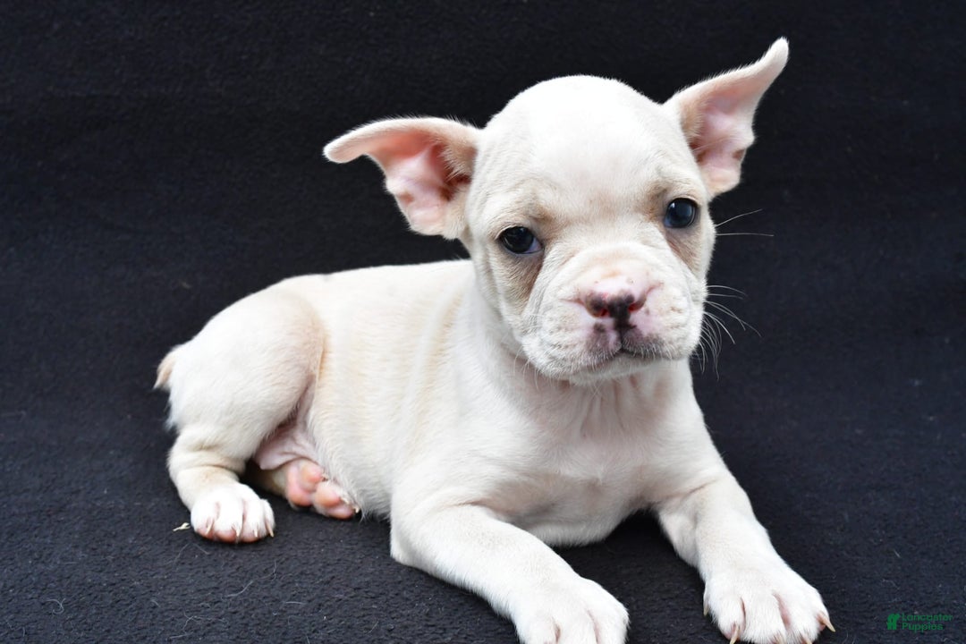 Boston Terrier dogs for sale: Jezabel - Image 6