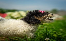 Toy Poodle dogs for sale: Toy Poodle 4 puppies - Image 29