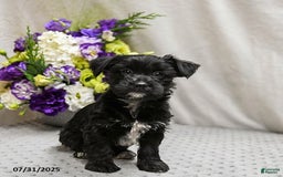 Jack Russell Terrier dogs for sale: Roxy - Image 4