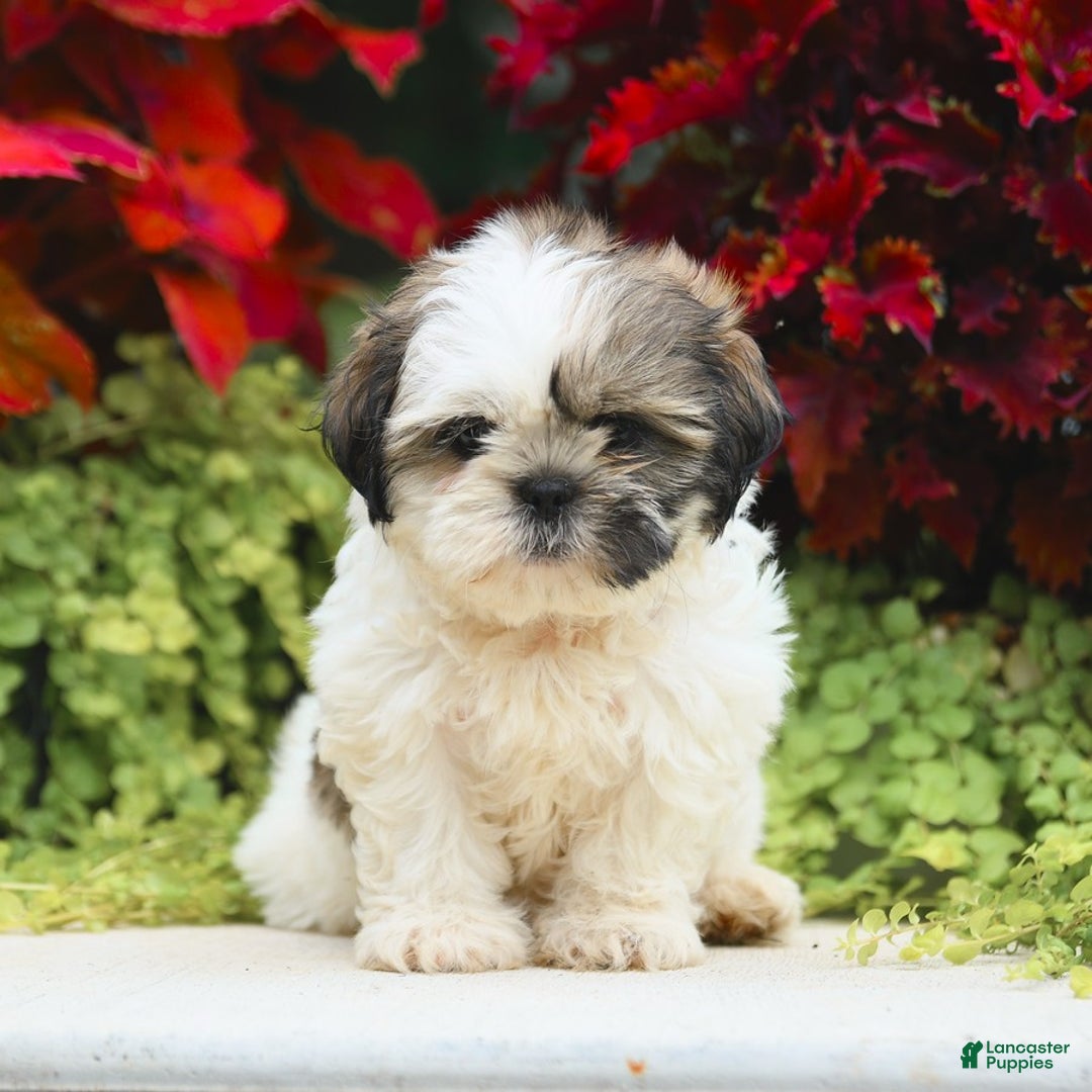 Shih Tzu dogs for sale: Genesis - Image 3