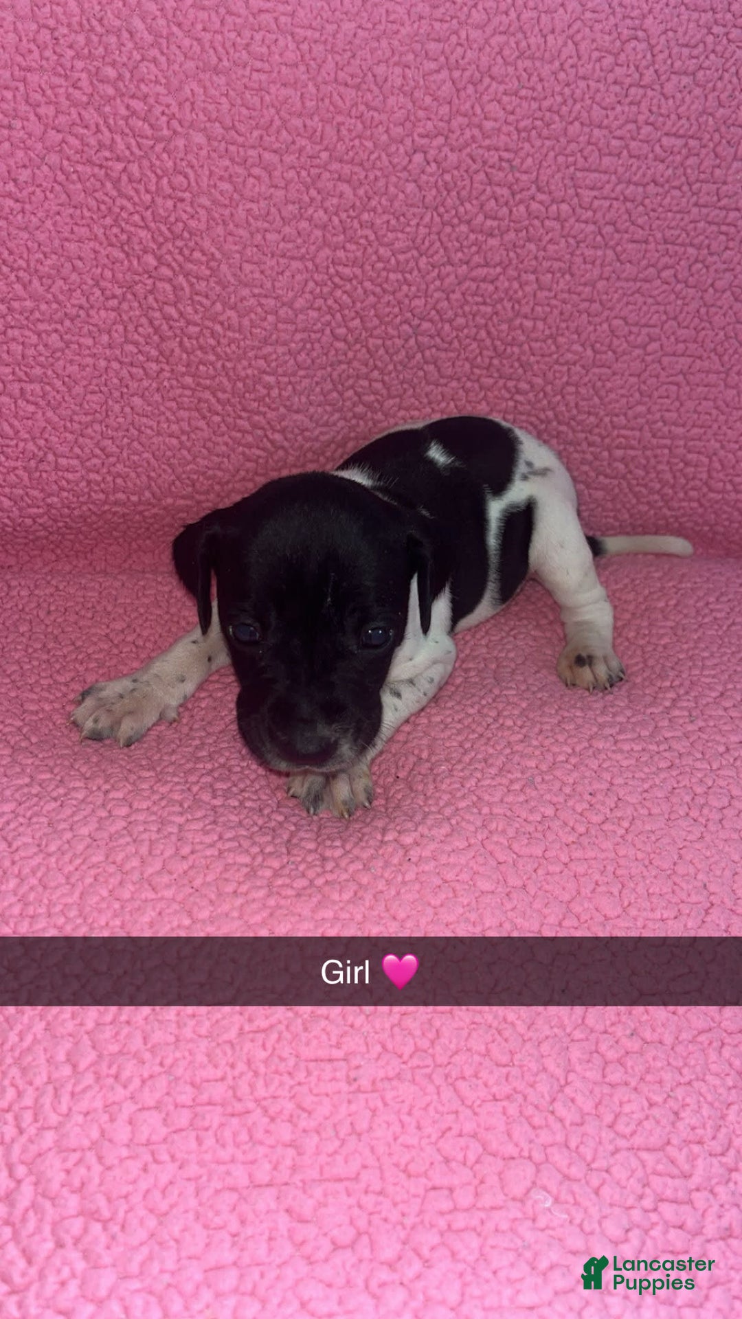 German Shorthaired Pointer dogs for sale: Gsp Puppy - Image 1