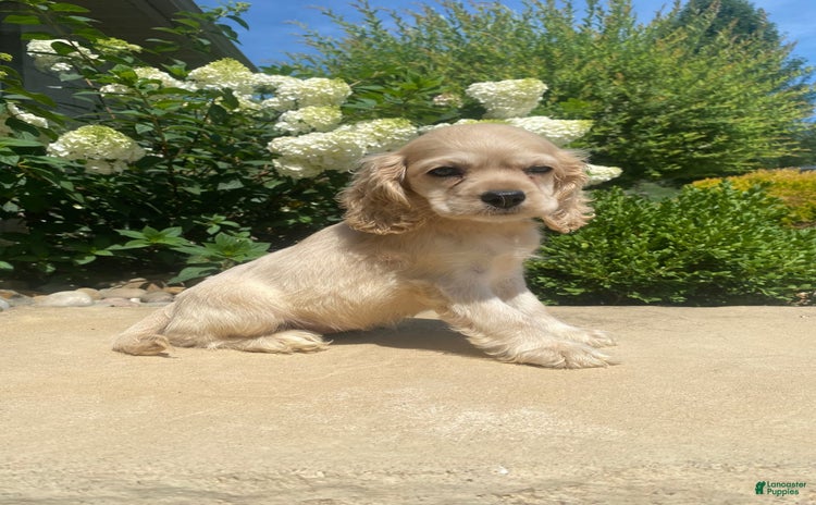 Cocker Spaniel dogs for sale - Ad 4