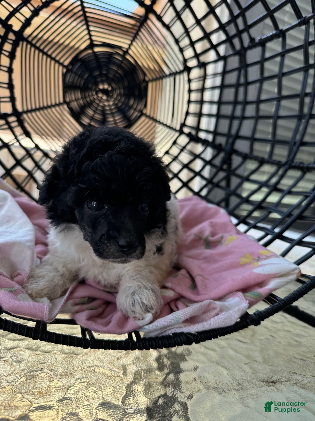 Miniature Poodle dogs for sale: Iron Man - Image 3