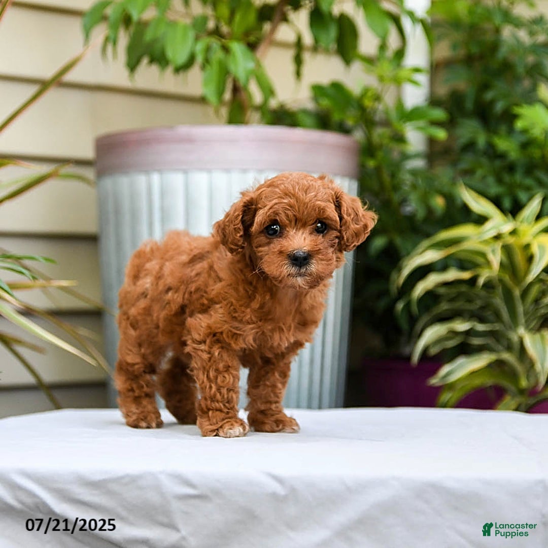 Toy Poodle dogs for sale: Lady - Image 2
