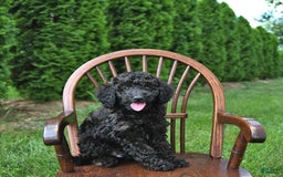 Mini Goldendoodle dogs for sale: Major - Image 5