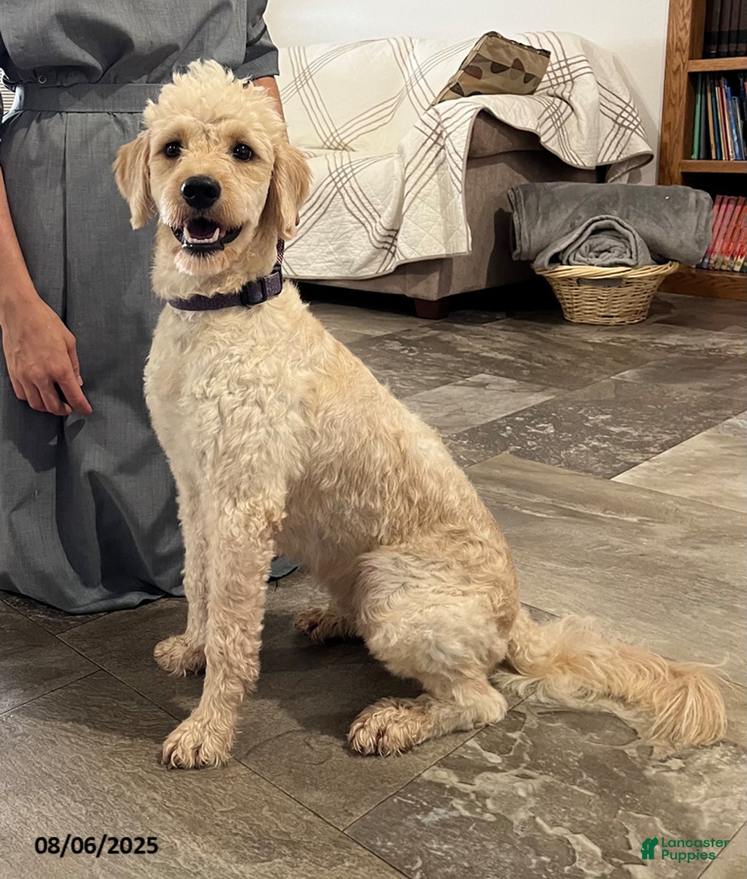 Mini Goldendoodle dogs for sale: Queenie - Image 3