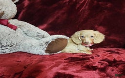 Miniature Dachshund dogs for sale: RAYA - Image 2