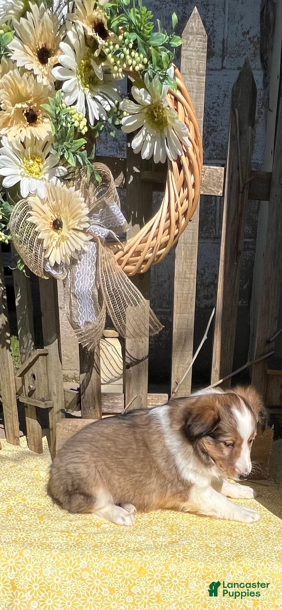 Shetland Sheepdog dogs for sale: Pam - Image 4