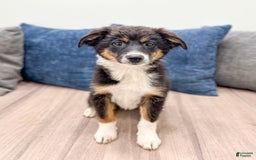 Miniature Australian Shepherd dogs for sale: Athena - Image 1