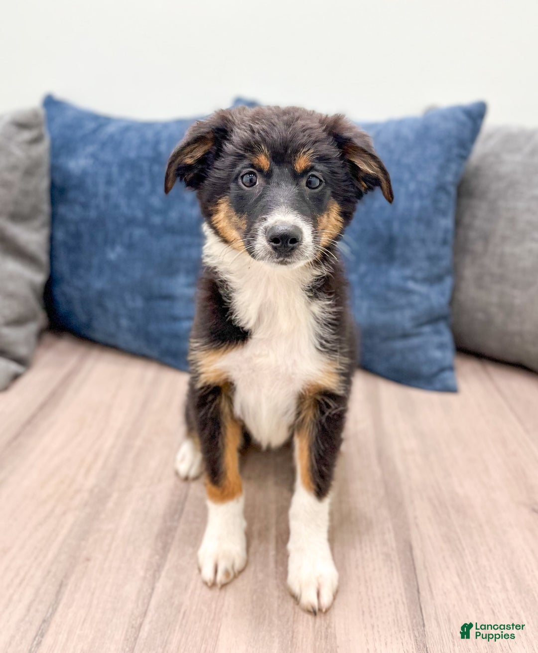 Miniature Australian Shepherd dogs for sale: Athena - Image 1