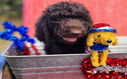 Goldendoodle dogs for sale: Dutch - Image 4