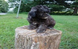 Shihpoo dogs for sale: Chucky - Image 1