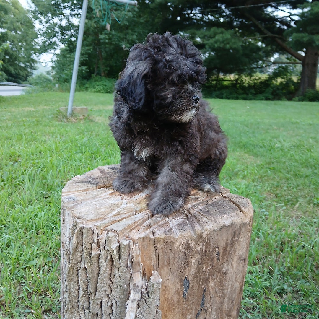 Shihpoo dogs for sale: Chucky - Image 1