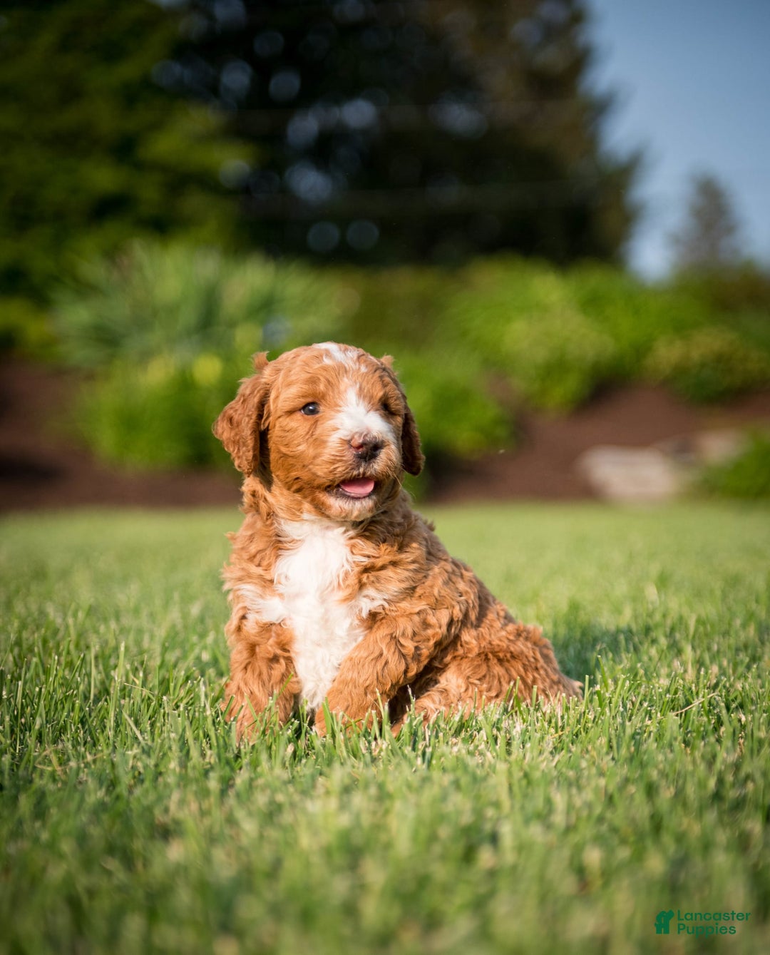 Goldendoodle dogs for sale: Janelle - Image 10