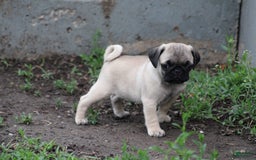 Pug dogs for sale: Galen - Image 4