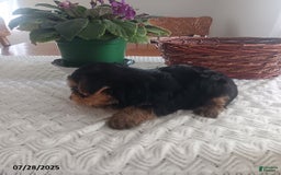 Yorkshire Terrier dogs for sale: Ted - Image 2