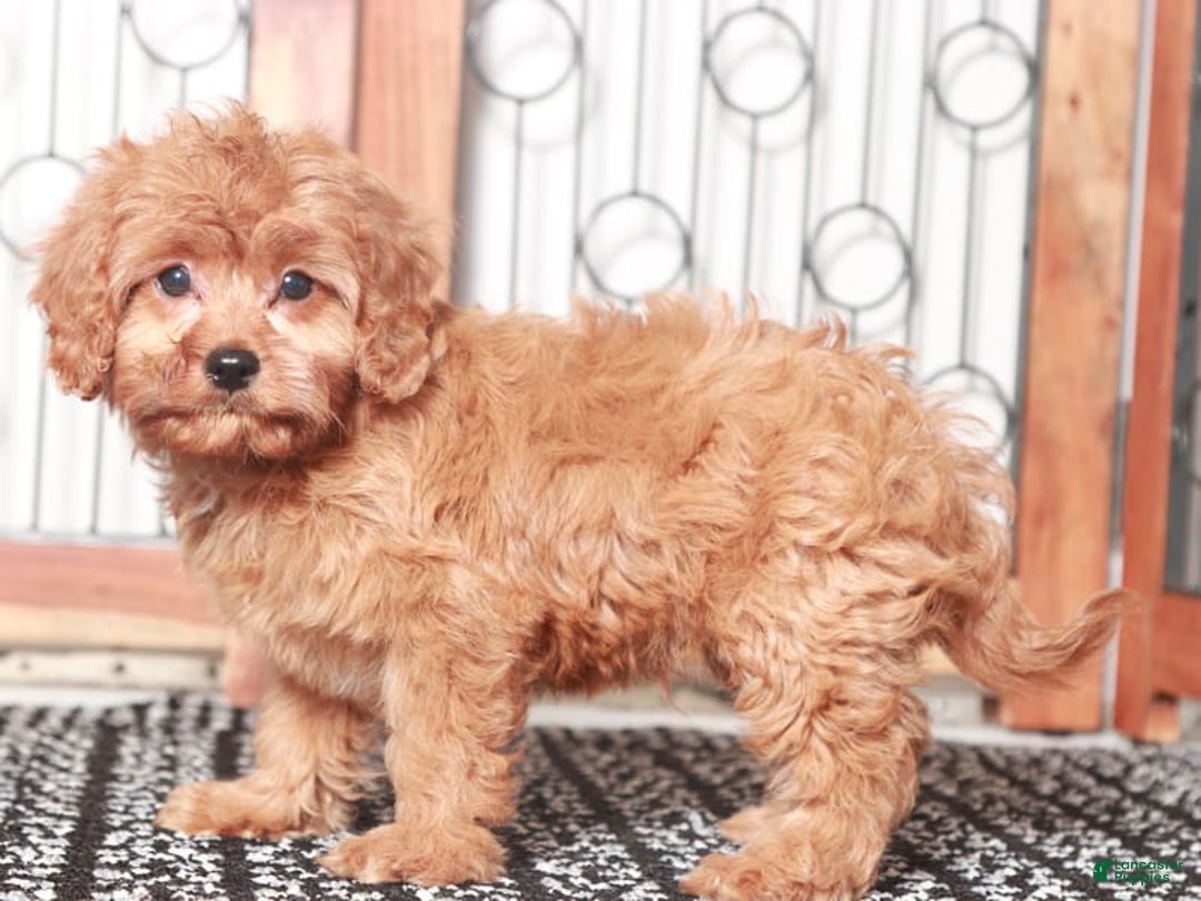 Cavapoo dogs for sale: Cavapoo 2 puppies - Image 5