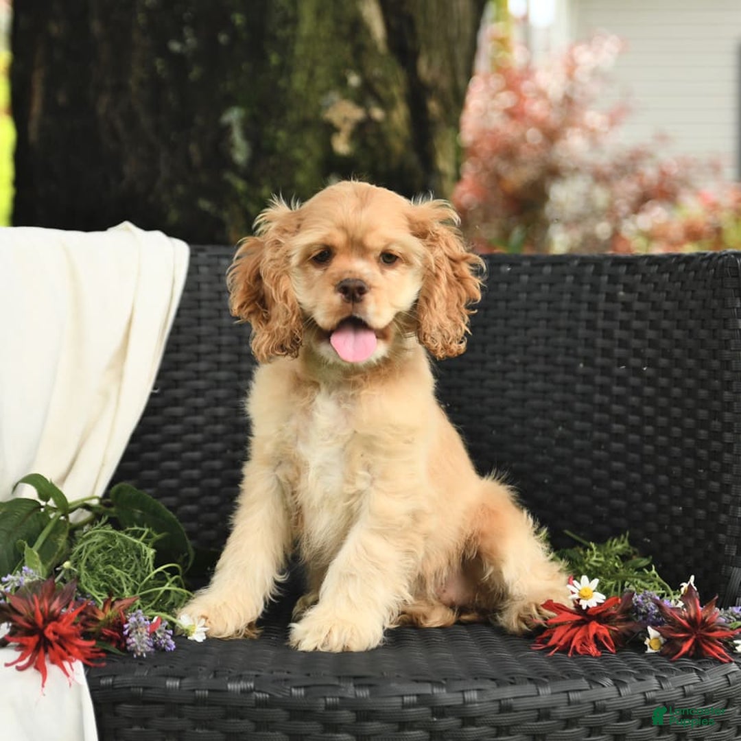 Cocker Spaniel dogs for sale: Kayla - Image 10