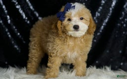 Miniature Poodle dogs for sale: Deeter - Image 7