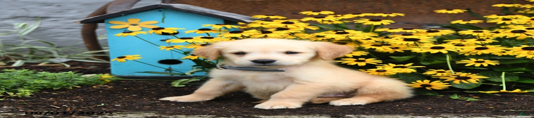 Felix