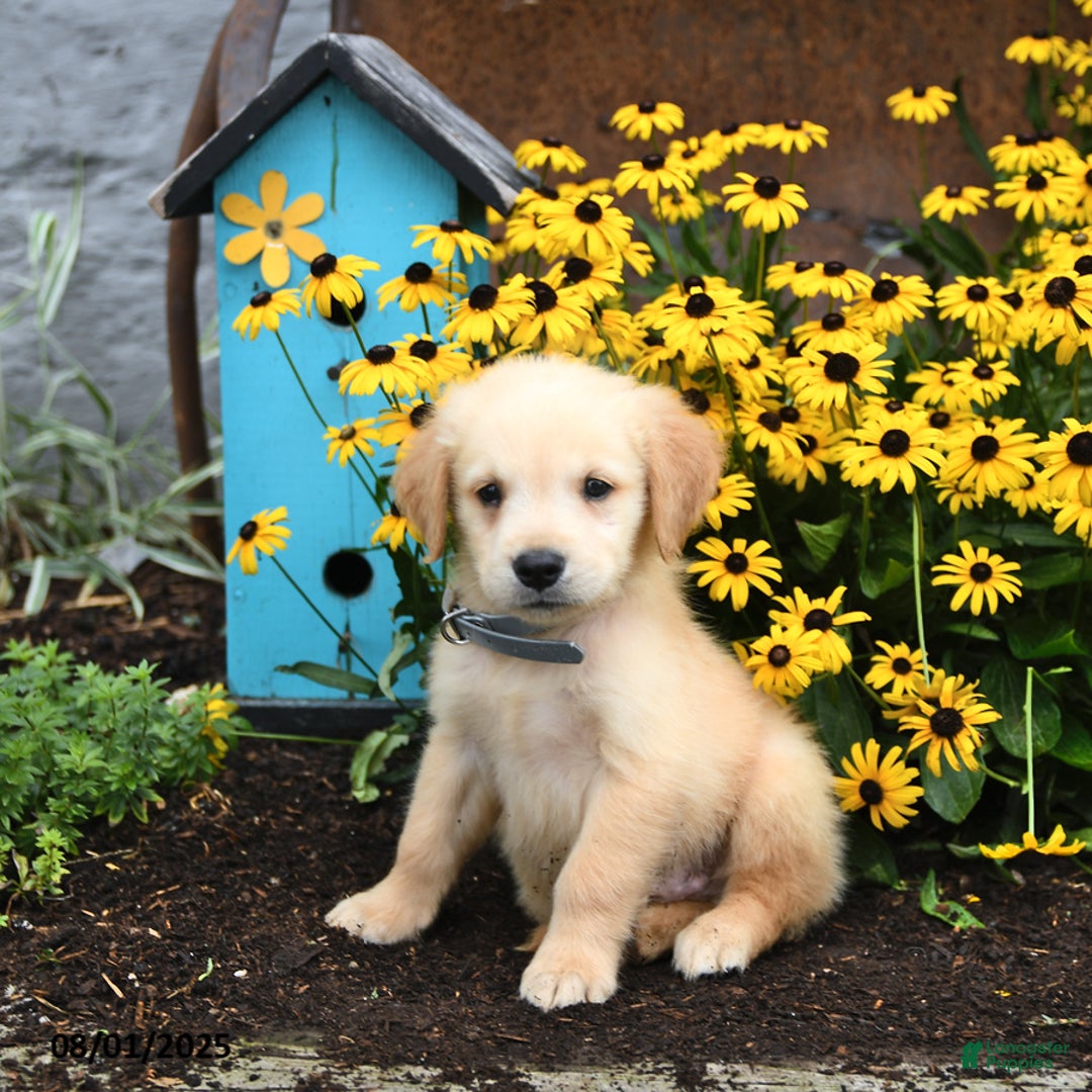 Golden Retriever dogs for sale: Felix - Image 1