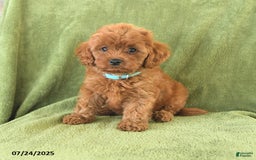 Cavapoo dogs for sale: Rascal - Image 2