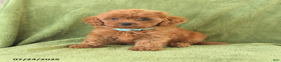 Rascal