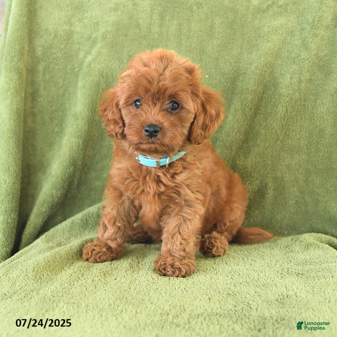 Cavapoo dogs for sale: Rascal - Image 2