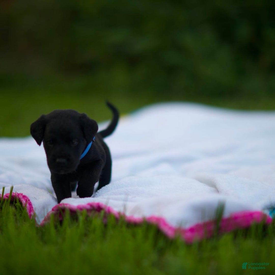 Cane Corso dogs for sale: Max - Image 1