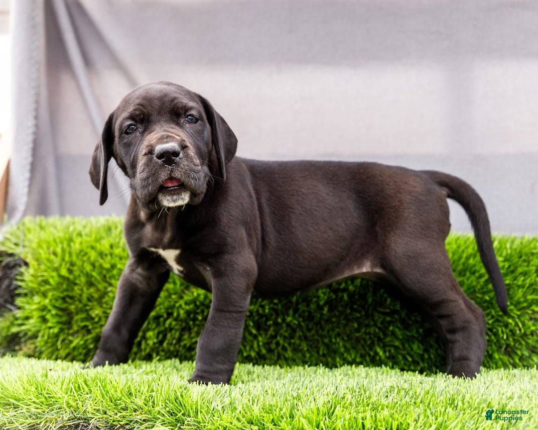 Great Dane dogs for sale: Krista - Image 12