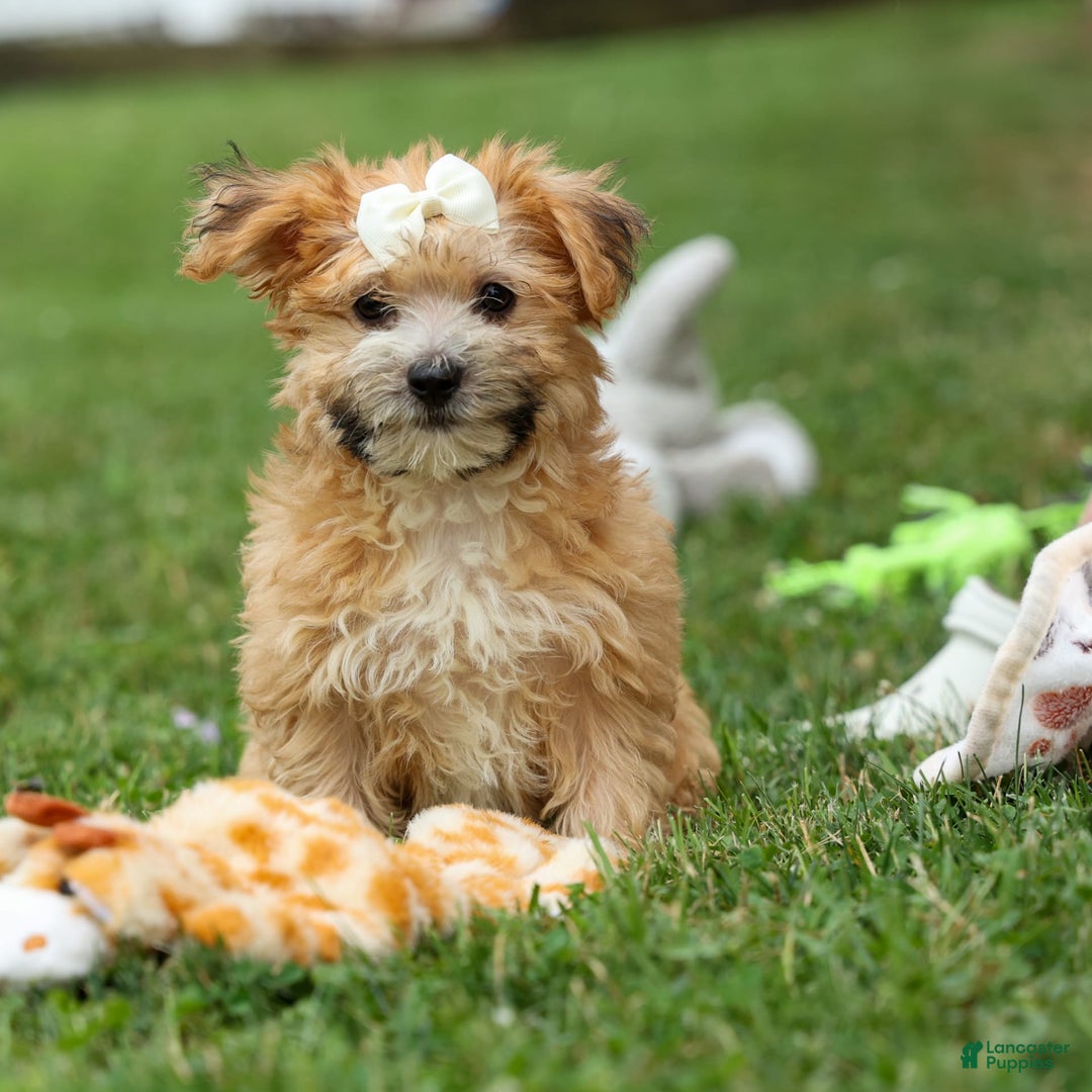Yochon dogs for sale: Torin - Image 16