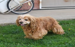 Cocker Spaniel dogs for sale: Rufus - Image 7