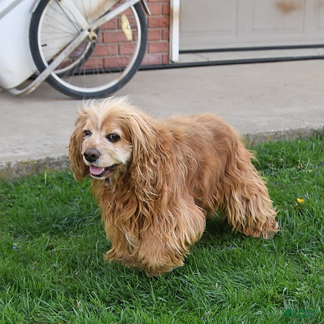 Cocker Spaniel dogs for sale: Rufus - Image 7