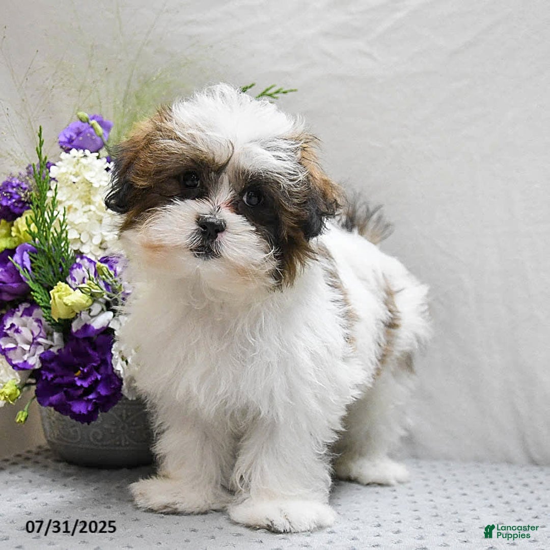 Shihpoo dogs for sale: Moose - Image 11