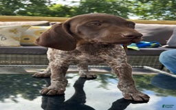 German Shorthaired Pointer dogs for sale: Dixie - Image 5