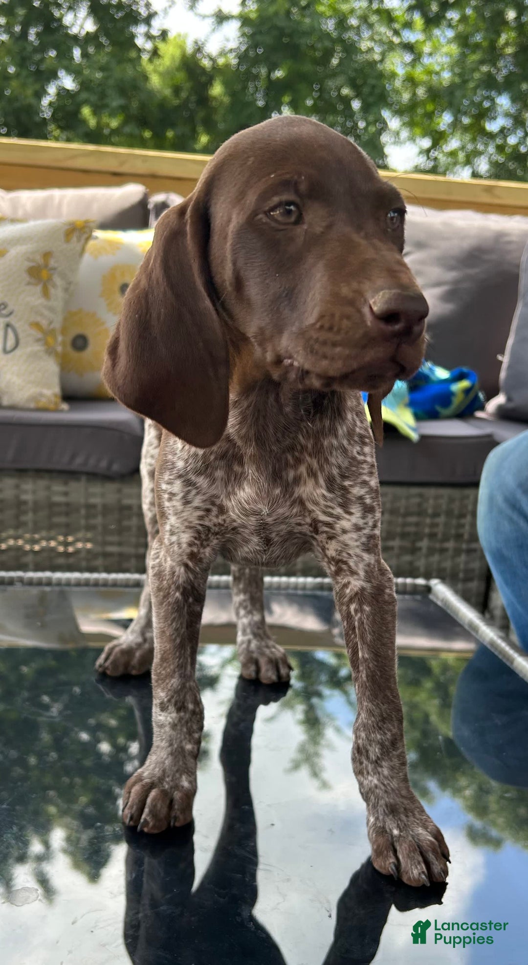 German Shorthaired Pointer dogs for sale: Dixie - Image 5