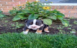 Olde English Bulldogge dogs for sale: Ethan - Image 7