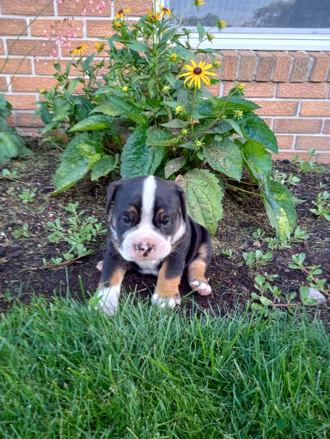 Olde English Bulldogge dogs for sale: Ethan - Image 7