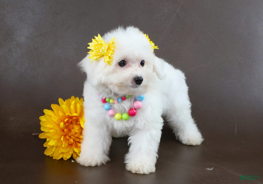 Yorkiepoo dogs for sale: Snow White - Image 8