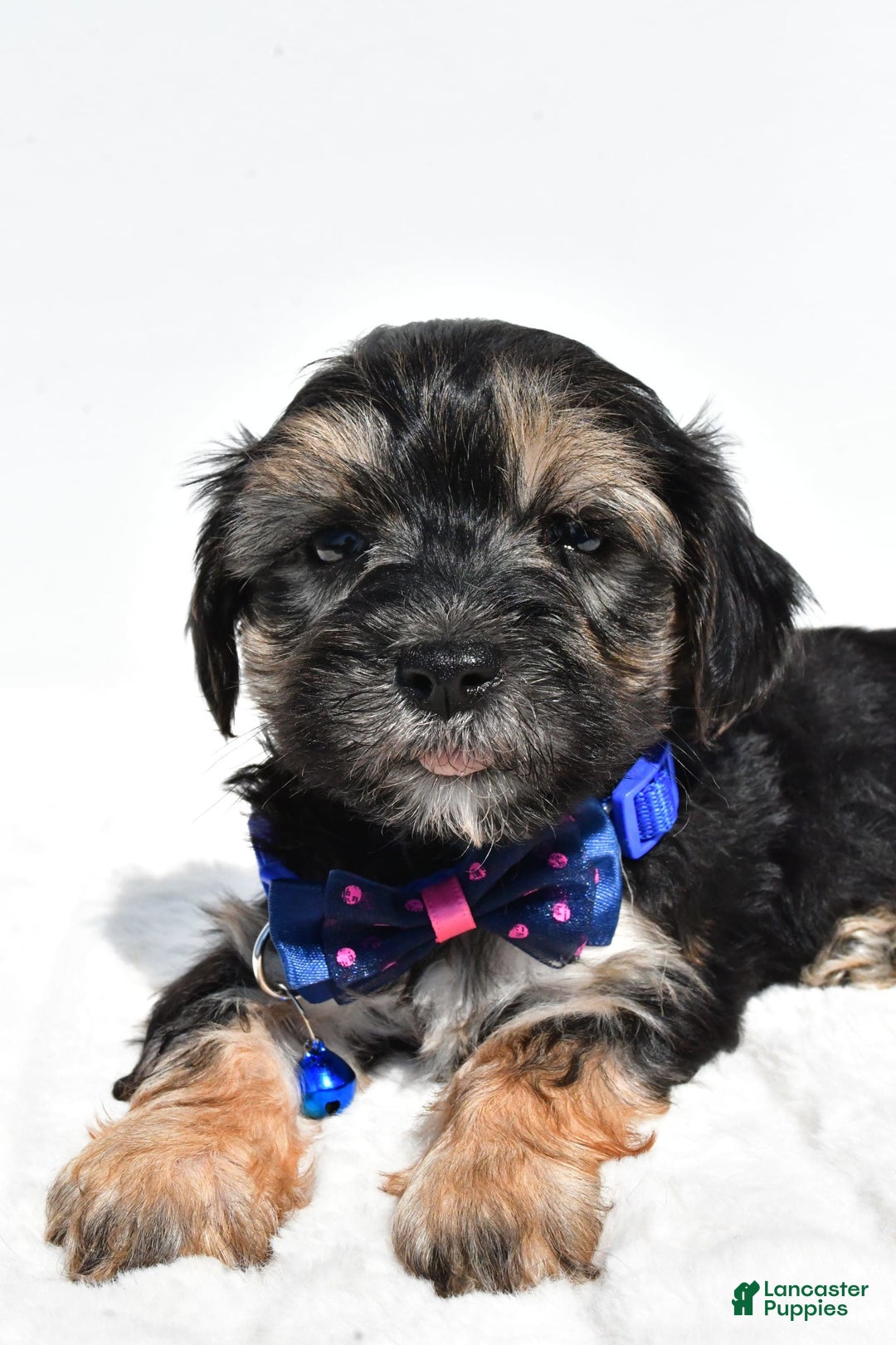 Morkie dogs for sale: Hans - Image 6