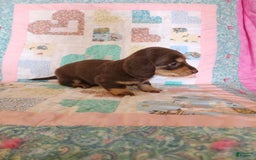 Miniature Dachshund dogs for sale: Casper - Image 10
