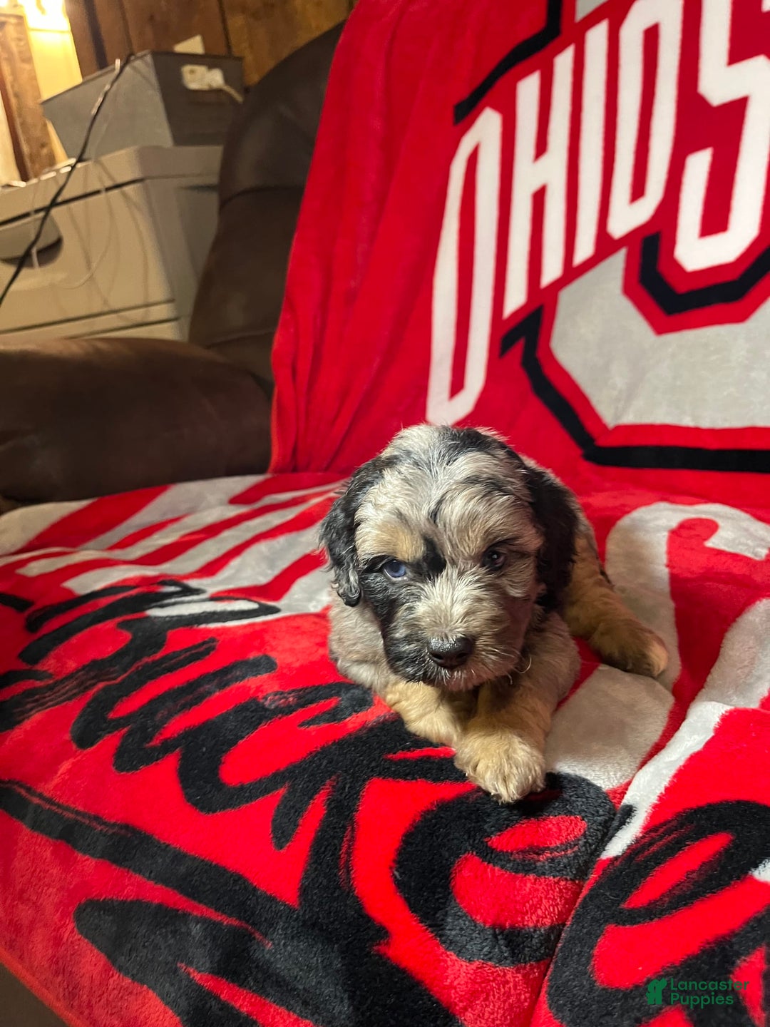 Mini Aussiedoodle dogs for sale: Canary - Image 11
