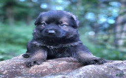 German Shepherd dogs for sale: Kora - Image 5